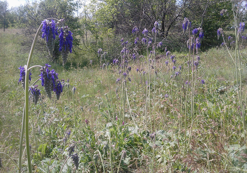  поникла (Salvia nutans)